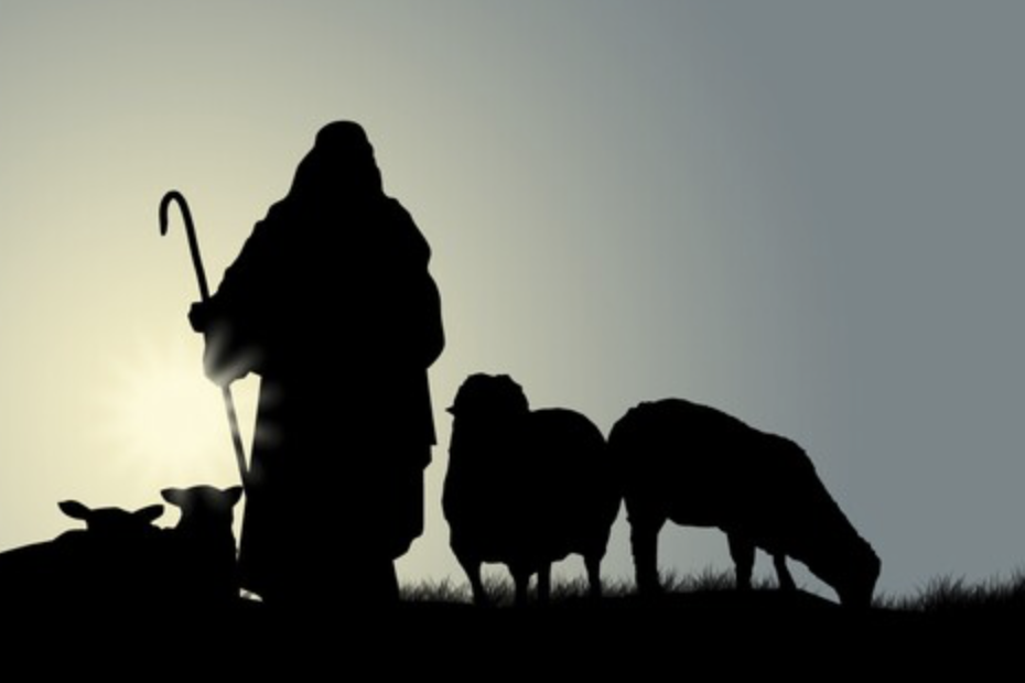 Shepherd